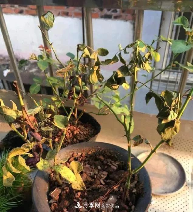 月季過冬做好這5點，來年春天長得旺，開花多到壓彎枝頭(圖4)