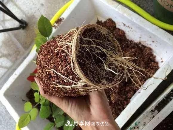 月季過冬做好這5點，來年春天長得旺，開花多到壓彎枝頭(圖3)