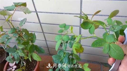 月季過冬做好這5點，來年春天長得旺，開花多到壓彎枝頭(圖6)