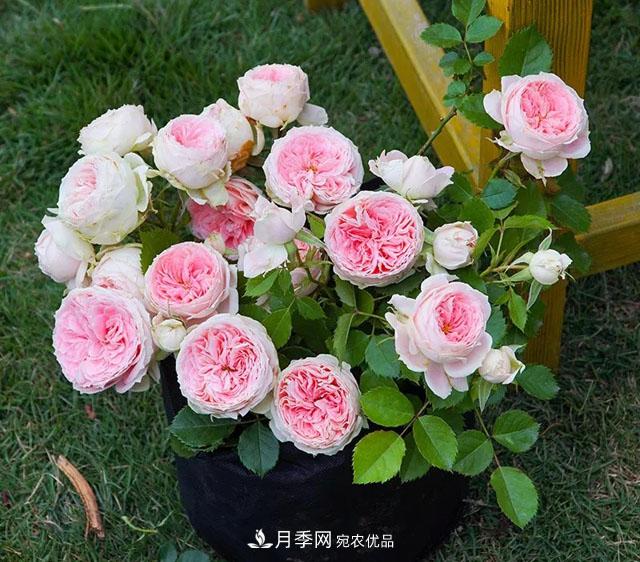 春天月季養(yǎng)護的“四句真言”，預(yù)防病蟲害，不愁沒花看！(圖1)