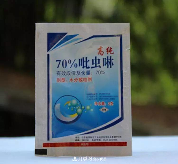 春天月季養(yǎng)護的“四句真言”，預(yù)防病蟲害，不愁沒花看！(圖3)
