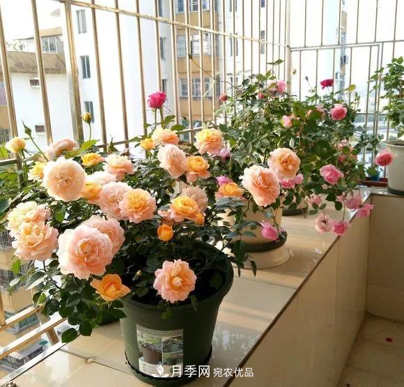 春天月季養(yǎng)護的“四句真言”，預(yù)防病蟲害，不愁沒花看！(圖5)
