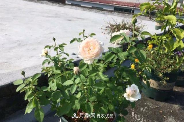 買到黃泥裹根的月季花，教你1招換盆，緩苗快速生根(圖3)