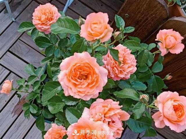 買到黃泥裹根的月季花，教你1招換盆，緩苗快速生根(圖2)