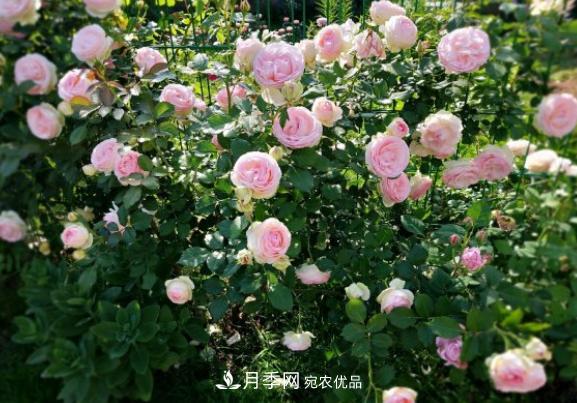 盆栽月季花，如何配土才合適？保證2點就夠了(圖2)