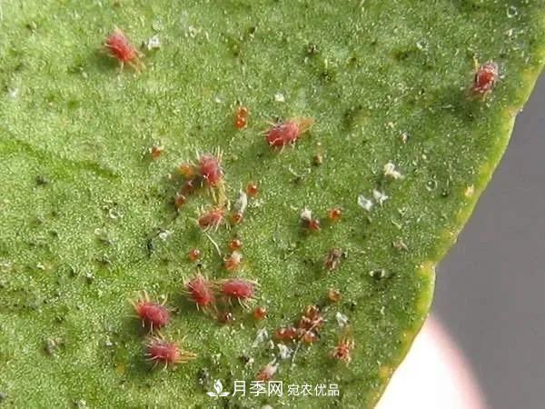 夏天月季花愛生蟲？幾個小方法輕松應(yīng)對六大蟲害！(圖1)