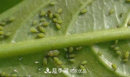 夏天月季花愛生蟲？幾個小方法輕松應(yīng)對六大蟲害！(圖2)