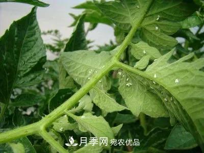 夏天月季花愛生蟲？幾個小方法輕松應(yīng)對六大蟲害！(圖4)