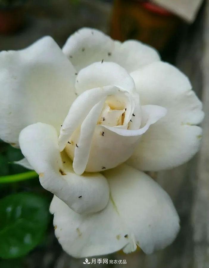 夏天月季花愛生蟲？幾個小方法輕松應(yīng)對六大蟲害！(圖3)