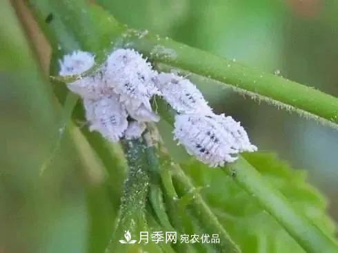 夏天月季花愛生蟲？幾個小方法輕松應(yīng)對六大蟲害！(圖5)