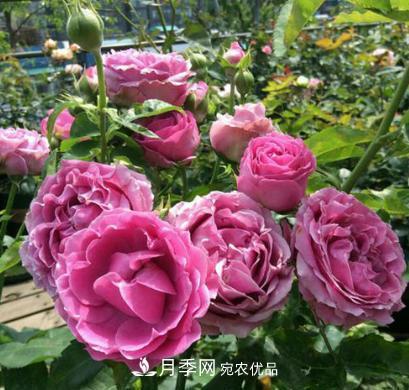 陽臺(tái)養(yǎng)月季，問題太多？教你幾招，植株健壯開花旺！(圖2)