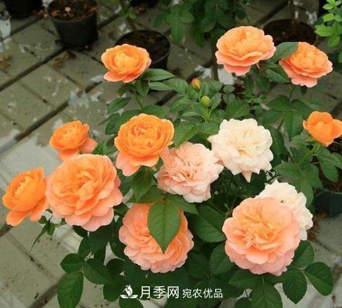 陽臺(tái)養(yǎng)月季，問題太多？教你幾招，植株健壯開花旺！(圖1)