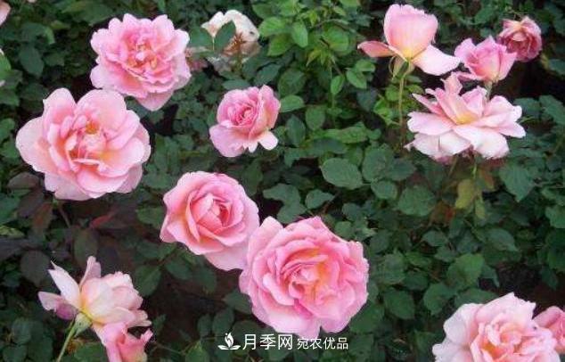 陽臺(tái)養(yǎng)月季，問題太多？教你幾招，植株健壯開花旺！(圖4)
