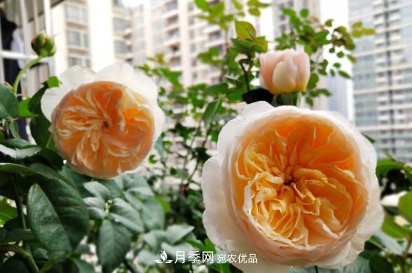 陽臺(tái)養(yǎng)月季，問題太多？教你幾招，植株健壯開花旺！(圖5)