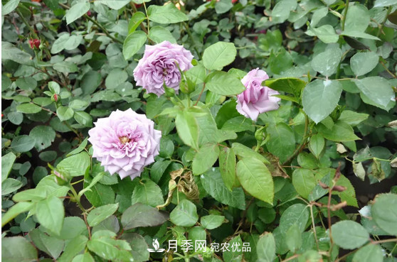 供應南陽月季，花中皇后，月月花開月月紅(圖2)