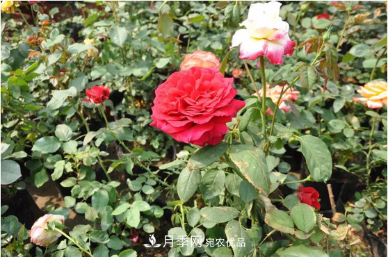 供應南陽月季，花中皇后，月月花開月月紅(圖1)