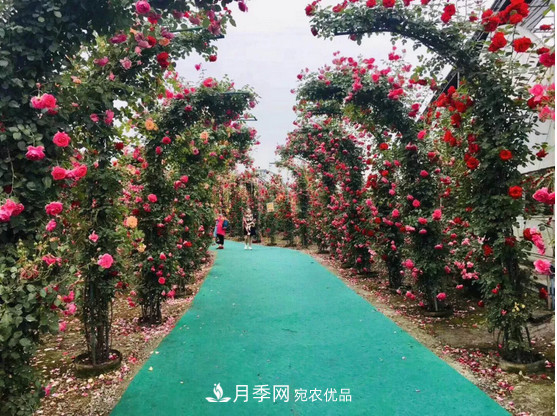 供應南陽月季，花中皇后，月月花開月月紅(圖3)