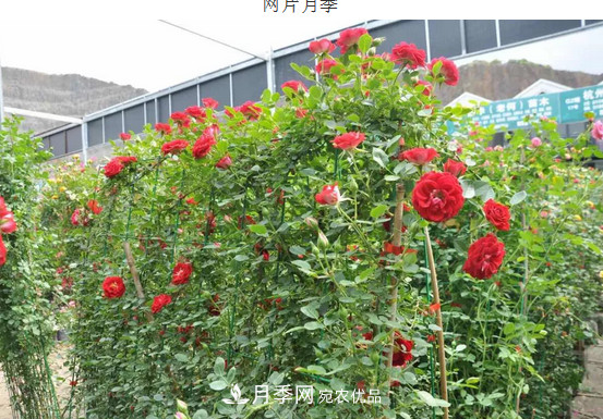 供應南陽月季，花中皇后，月月花開月月紅(圖7)