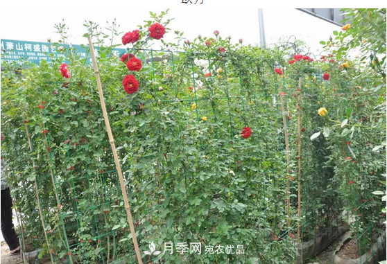 供應南陽月季，花中皇后，月月花開月月紅(圖5)