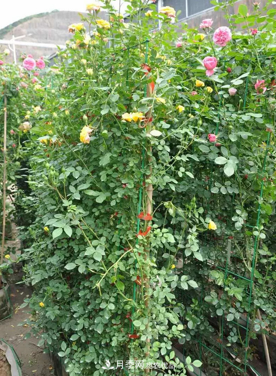 供應南陽月季，花中皇后，月月花開月月紅(圖8)