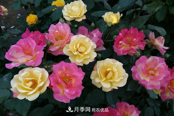 月季花有哪些品種？藤本大花月季品種介紹大全(圖2)