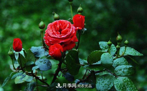月季花有哪些品種？藤本大花月季品種介紹大全(圖1)