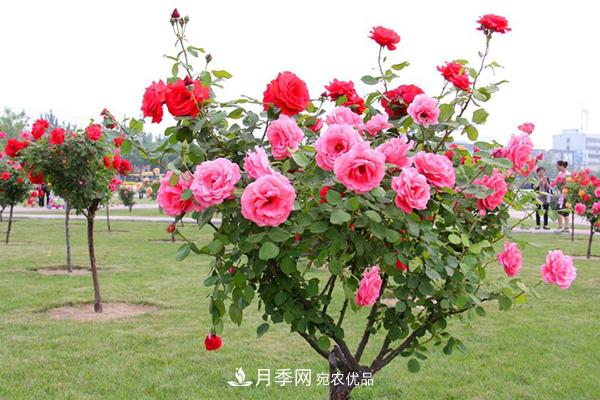 月季樹多少錢一株？南陽2020年月季樹價(jià)格(圖1)