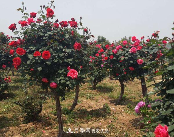 月季樹多少錢一株？南陽2020年月季樹價(jià)格(圖4)
