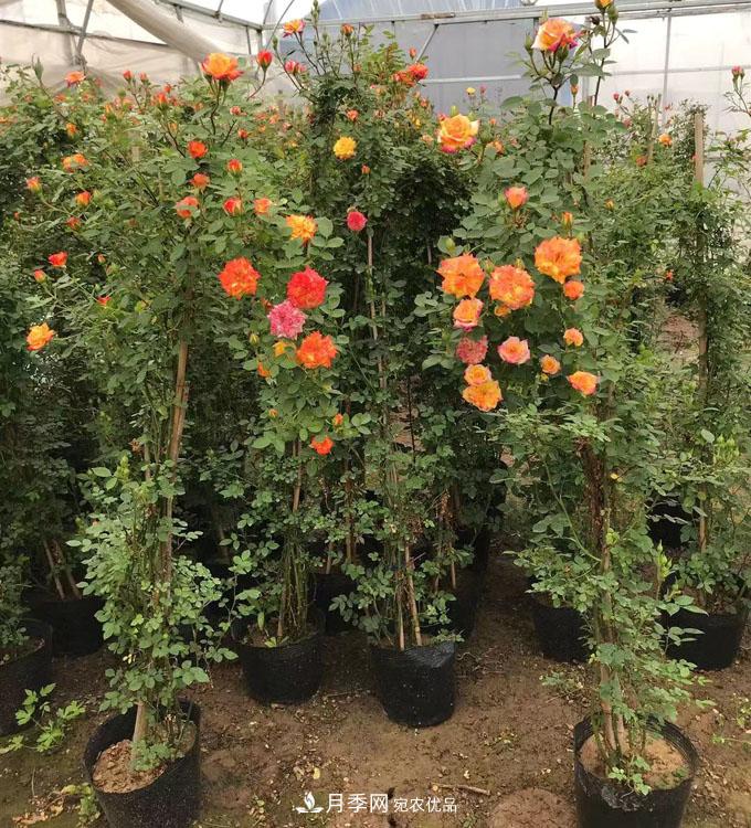 基地直供造型月季花瓶、月季花球、月季花柱批發(fā)價格(圖4)