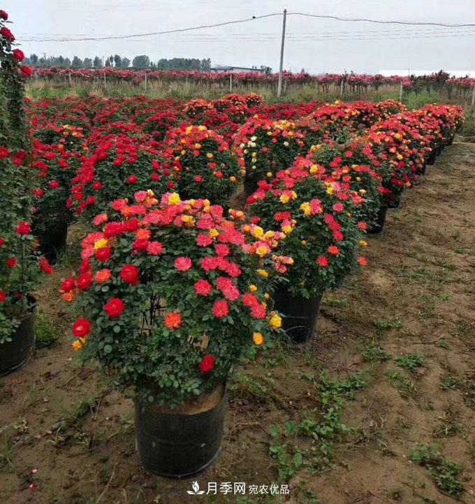 基地直供造型月季花瓶、月季花球、月季花柱批發(fā)價格(圖1)