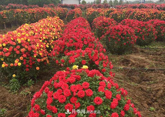 基地直供造型月季花瓶、月季花球、月季花柱批發(fā)價格(圖3)