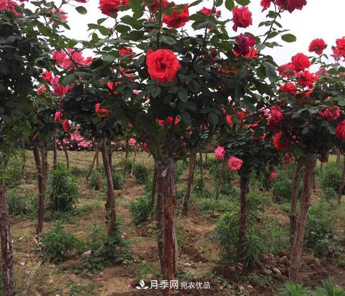基地直供造型月季花瓶、月季花球、月季花柱批發(fā)價格(圖2)