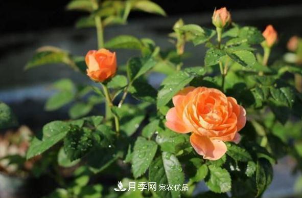 月季網(wǎng)，月季花秋季施肥方法(圖1)