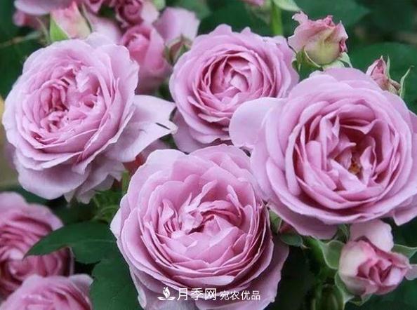 月季網(wǎng)，月季花秋季施肥方法(圖2)