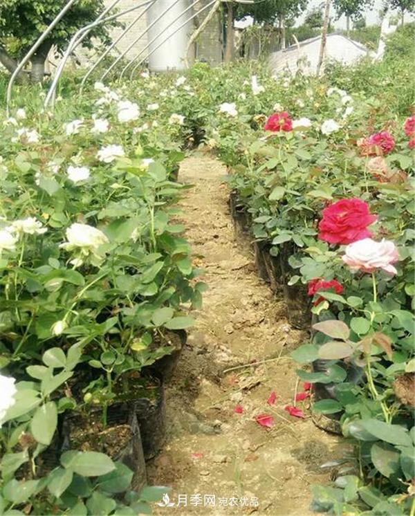 南陽月季花營養(yǎng)缽苗如何養(yǎng)？價格多少錢？(圖1)