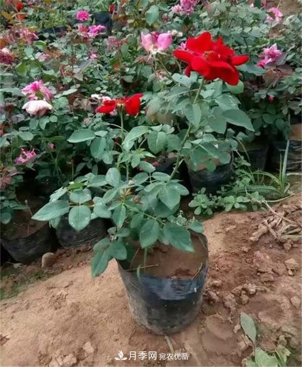 南陽月季花營養(yǎng)缽苗如何養(yǎng)？價格多少錢？(圖2)