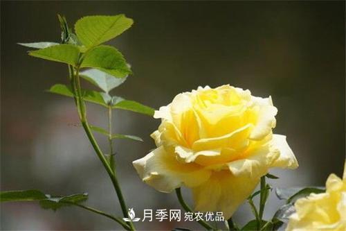 分享10種大花月季，每一款開花鮮艷香味清新(圖1)