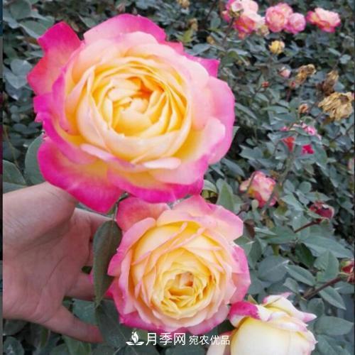 分享10種大花月季，每一款開花鮮艷香味清新(圖2)