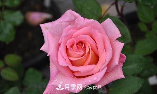 分享10種大花月季，每一款開花鮮艷香味清新(圖5)
