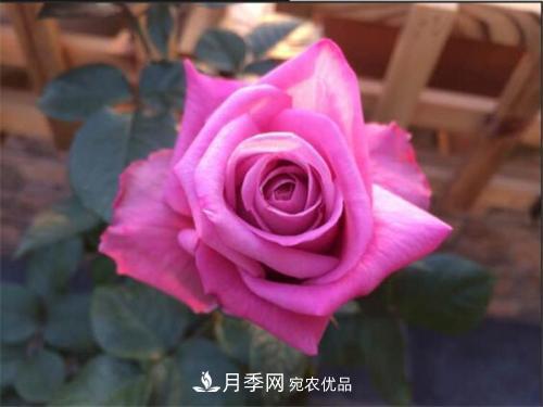 分享10種大花月季，每一款開花鮮艷香味清新(圖8)
