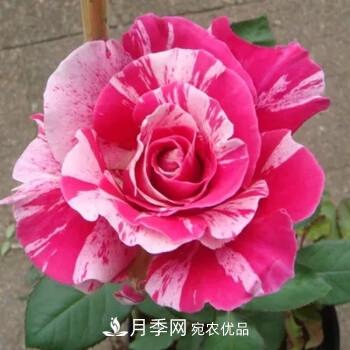 分享10種大花月季，每一款開花鮮艷香味清新(圖10)