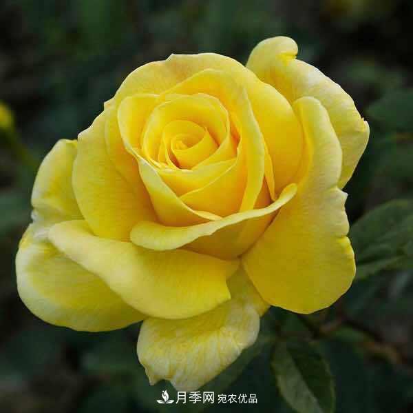 分享10種大花月季，每一款開花鮮艷香味清新(圖9)