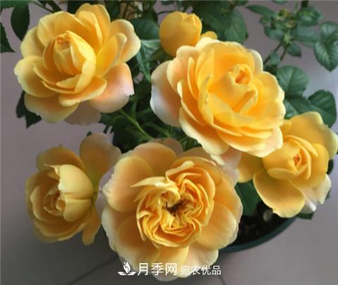 這6種月季花，四季開花不斷，又大又美，值得入手(圖1)