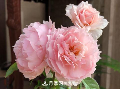 這6種月季花，四季開花不斷，又大又美，值得入手(圖2)
