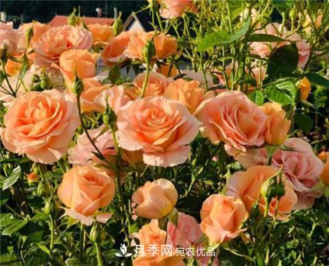 這6種月季花，四季開花不斷，又大又美，值得入手(圖5)