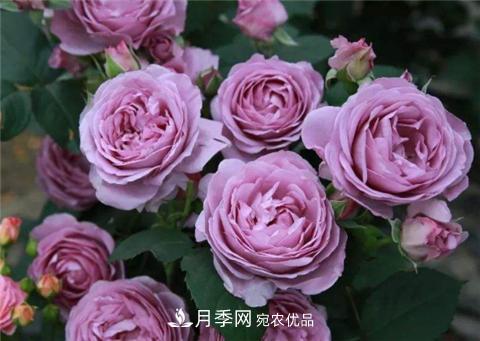 這6種月季花，四季開花不斷，又大又美，值得入手(圖3)