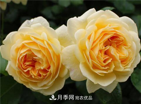 這6種月季花，四季開花不斷，又大又美，值得入手(圖4)