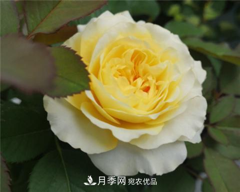 這6種月季花，四季開花不斷，又大又美，值得入手(圖8)