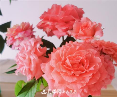這6種月季花，四季開花不斷，又大又美，值得入手(圖6)