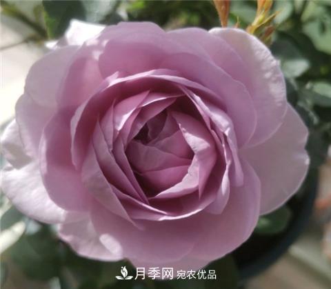 這6種月季花，四季開花不斷，又大又美，值得入手(圖10)